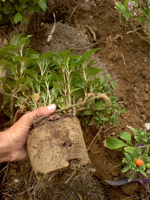 آلترنانترا